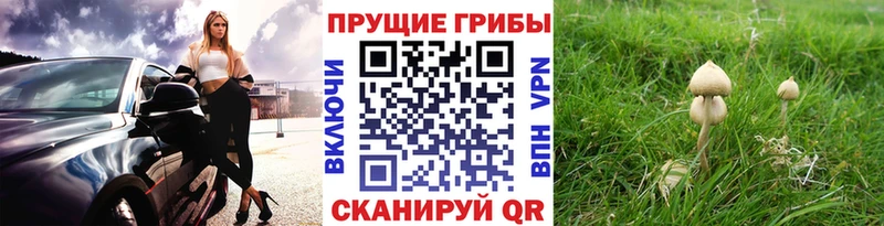 где купить   это Telegram  Галлюциногенные грибы Psilocybe  Будённовск 